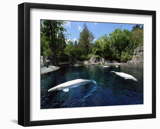 White Whale at the Aquarium, Vancouver, British Columbia, Canada-Alison Wright-Framed Photographic Print