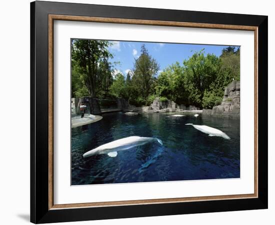 White Whale at the Aquarium, Vancouver, British Columbia, Canada-Alison Wright-Framed Photographic Print