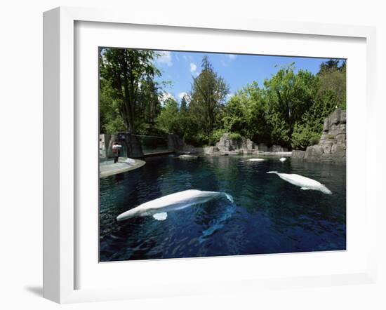 White Whale at the Aquarium, Vancouver, British Columbia, Canada-Alison Wright-Framed Photographic Print