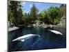 White Whale at the Aquarium, Vancouver, British Columbia, Canada-Alison Wright-Mounted Photographic Print