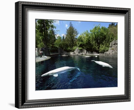 White Whale at the Aquarium, Vancouver, British Columbia, Canada-Alison Wright-Framed Photographic Print