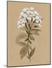 White Wildflower I-Annie Warren-Mounted Art Print