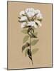 White Wildflower II-Annie Warren-Mounted Art Print