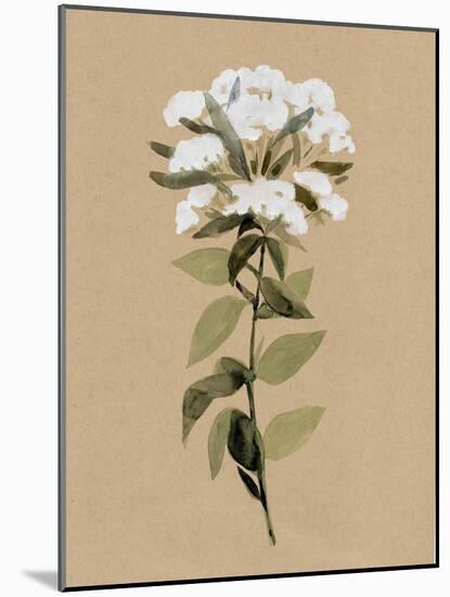 White Wildflower II-Annie Warren-Mounted Art Print