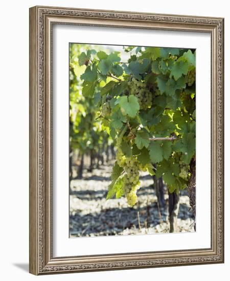 White Wine Grapes on the Vine-Peter Rees-Framed Photographic Print