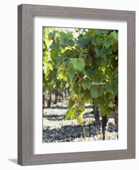 White Wine Grapes on the Vine-Peter Rees-Framed Photographic Print