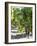 White Wine Grapes on the Vine-Peter Rees-Framed Photographic Print