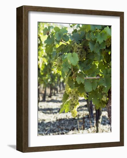 White Wine Grapes on the Vine-Peter Rees-Framed Photographic Print