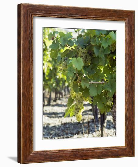 White Wine Grapes on the Vine-Peter Rees-Framed Photographic Print