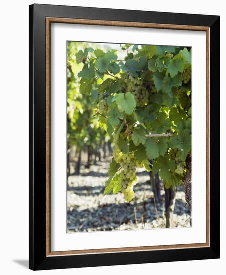 White Wine Grapes on the Vine-Peter Rees-Framed Photographic Print