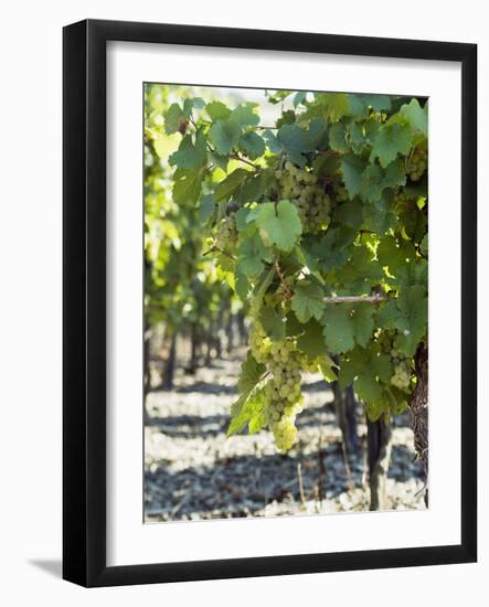 White Wine Grapes on the Vine-Peter Rees-Framed Photographic Print