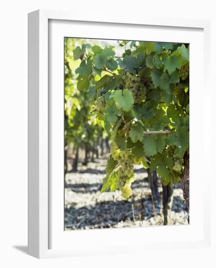 White Wine Grapes on the Vine-Peter Rees-Framed Photographic Print