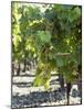 White Wine Grapes on the Vine-Peter Rees-Mounted Photographic Print