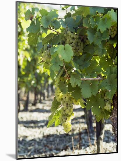 White Wine Grapes on the Vine-Peter Rees-Mounted Photographic Print