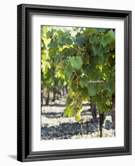 White Wine Grapes on the Vine-Peter Rees-Framed Photographic Print