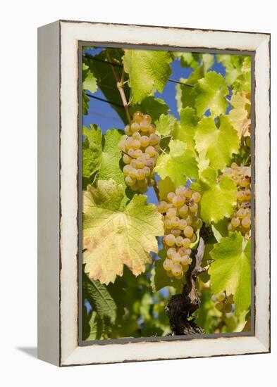 White Wine Grapes on Vine, Napa Valley, California, USA-Cindy Miller Hopkins-Framed Premier Image Canvas