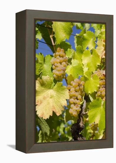 White Wine Grapes on Vine, Napa Valley, California, USA-Cindy Miller Hopkins-Framed Premier Image Canvas