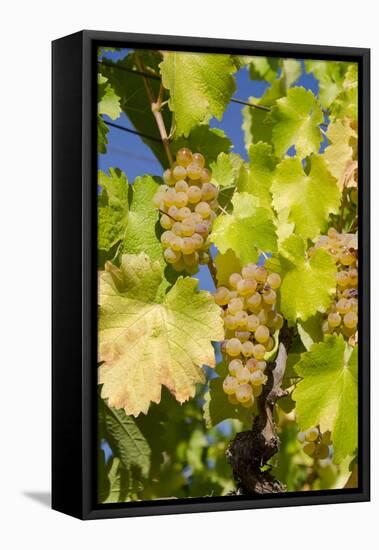 White Wine Grapes on Vine, Napa Valley, California, USA-Cindy Miller Hopkins-Framed Premier Image Canvas