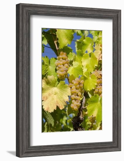 White Wine Grapes on Vine, Napa Valley, California, USA-Cindy Miller Hopkins-Framed Photographic Print