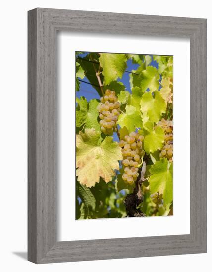 White Wine Grapes on Vine, Napa Valley, California, USA-Cindy Miller Hopkins-Framed Photographic Print