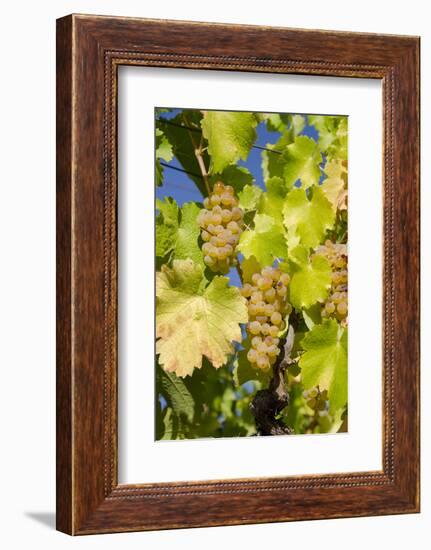 White Wine Grapes on Vine, Napa Valley, California, USA-Cindy Miller Hopkins-Framed Photographic Print