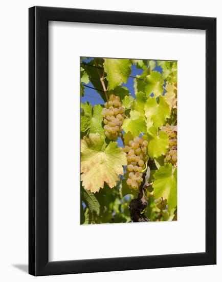 White Wine Grapes on Vine, Napa Valley, California, USA-Cindy Miller Hopkins-Framed Photographic Print