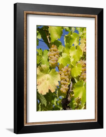 White Wine Grapes on Vine, Napa Valley, California, USA-Cindy Miller Hopkins-Framed Photographic Print