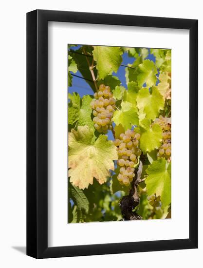 White Wine Grapes on Vine, Napa Valley, California, USA-Cindy Miller Hopkins-Framed Photographic Print