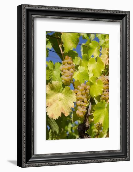 White Wine Grapes on Vine, Napa Valley, California, USA-Cindy Miller Hopkins-Framed Photographic Print