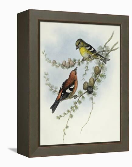 White-Winged Crossbill (Loxia Leucoptera)-John Gould-Framed Premier Image Canvas