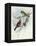 White-Winged Crossbill (Loxia Leucoptera)-John Gould-Framed Premier Image Canvas