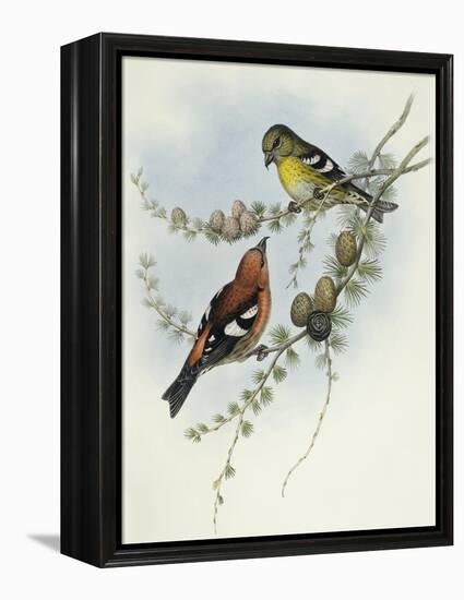 White-Winged Crossbill (Loxia Leucoptera)-John Gould-Framed Premier Image Canvas