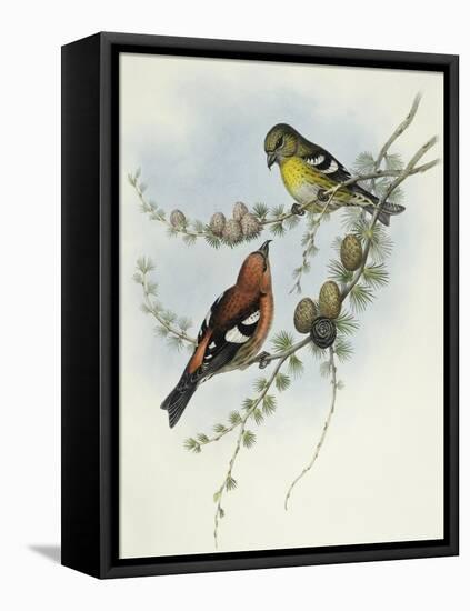 White-Winged Crossbill (Loxia Leucoptera)-John Gould-Framed Premier Image Canvas