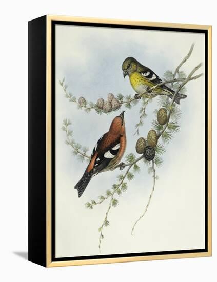 White-Winged Crossbill (Loxia Leucoptera)-John Gould-Framed Premier Image Canvas