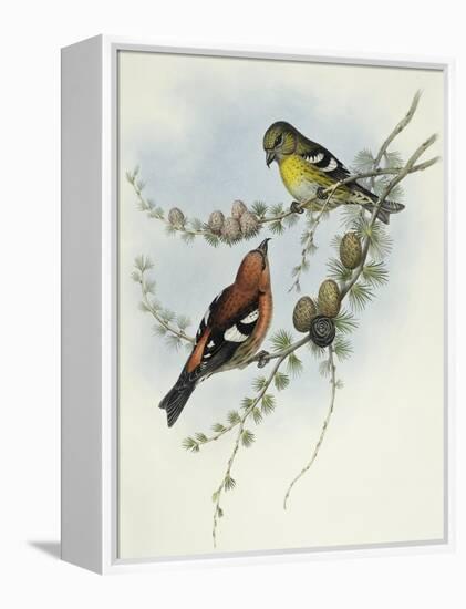 White-Winged Crossbill (Loxia Leucoptera)-John Gould-Framed Premier Image Canvas