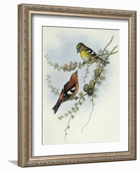 White-Winged Crossbill (Loxia Leucoptera)-John Gould-Framed Giclee Print