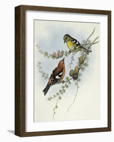 White-Winged Crossbill (Loxia Leucoptera)-John Gould-Framed Giclee Print