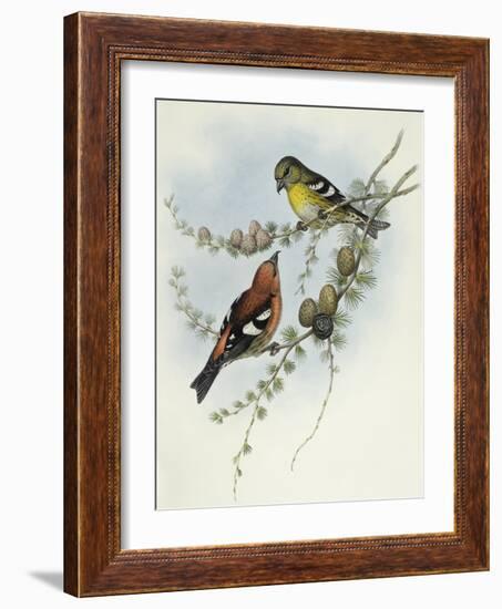 White-Winged Crossbill (Loxia Leucoptera)-John Gould-Framed Giclee Print