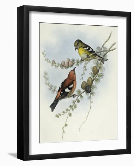 White-Winged Crossbill (Loxia Leucoptera)-John Gould-Framed Giclee Print