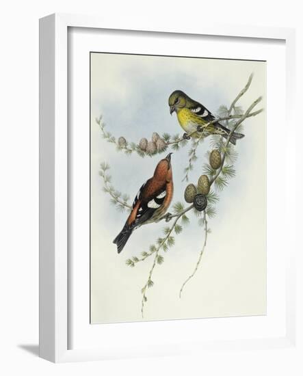 White-Winged Crossbill (Loxia Leucoptera)-John Gould-Framed Giclee Print