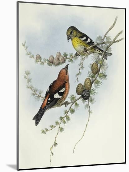 White-Winged Crossbill (Loxia Leucoptera)-John Gould-Mounted Giclee Print