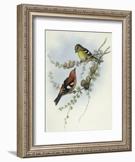 White-Winged Crossbill (Loxia Leucoptera)-John Gould-Framed Giclee Print