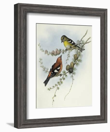 White-Winged Crossbill (Loxia Leucoptera)-John Gould-Framed Giclee Print