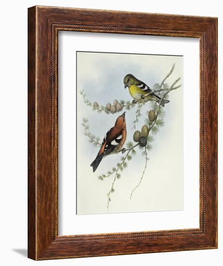 White-Winged Crossbill (Loxia Leucoptera)-John Gould-Framed Giclee Print