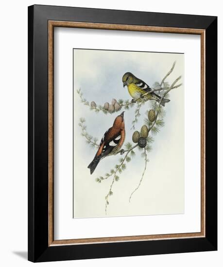 White-Winged Crossbill (Loxia Leucoptera)-John Gould-Framed Giclee Print