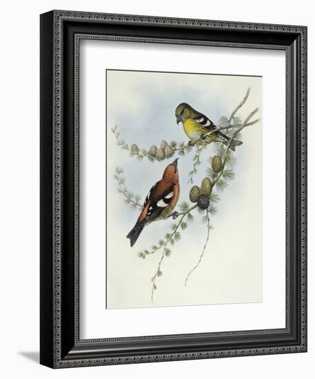 White-Winged Crossbill (Loxia Leucoptera)-John Gould-Framed Giclee Print