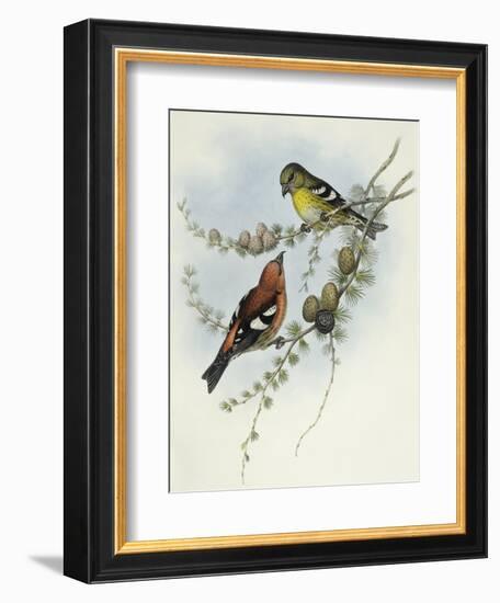 White-Winged Crossbill (Loxia Leucoptera)-John Gould-Framed Giclee Print