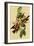 White Winged Crossbill-John James Audubon-Framed Art Print