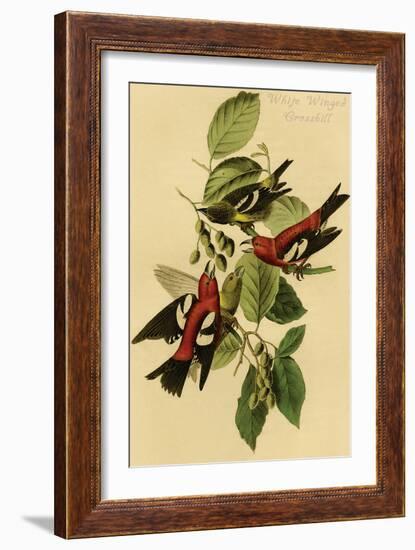 White Winged Crossbill-John James Audubon-Framed Art Print