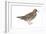 White-Winged Dove (Melopelia Asiatica), Birds-Encyclopaedia Britannica-Framed Art Print